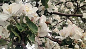 Busy landscape bees